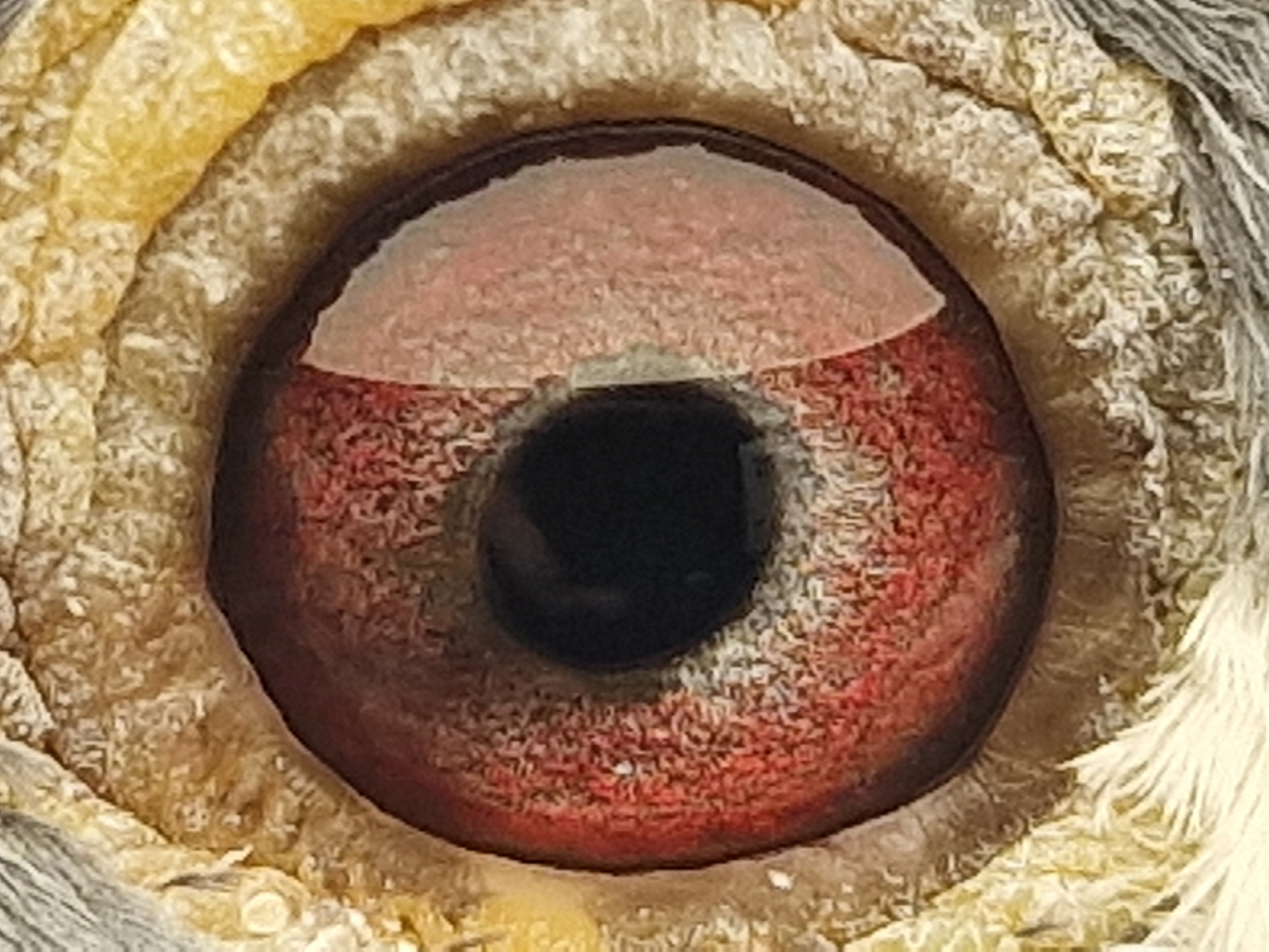 Pigeon eye